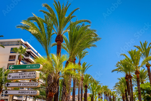 Palm trees on the promenade in Cannes against the blue sky..