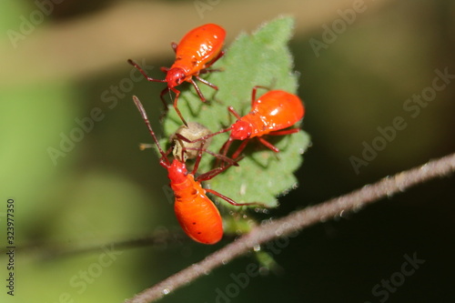 macro shot of rice grain size red bugs