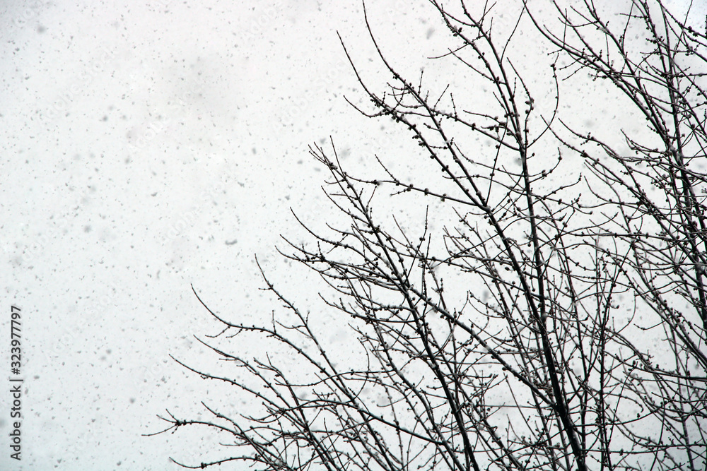 Fototapeta premium Tree Branches against white and snowy sky