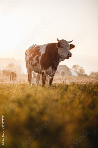 Close up of cow in the fiel...