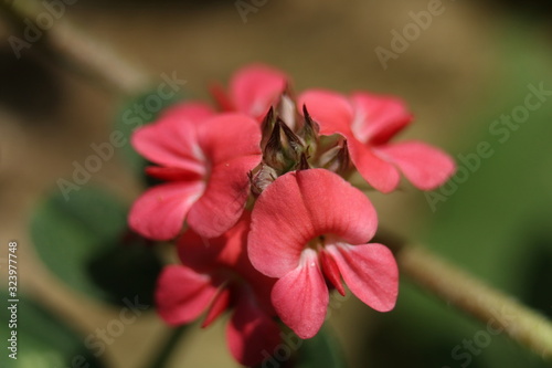 rice grain size pink flower macro photo