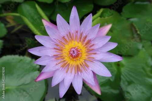 waterlily in pond