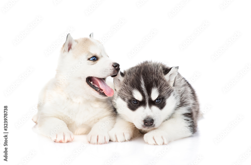 Two puppies of the Siberian Husky breed are sitting next to each other. Isolated on a white background