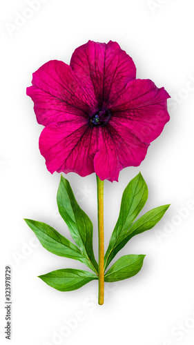 Offbeat petunia flower. Composition of burgundy petunia with peony leaves. Art object on a white background.