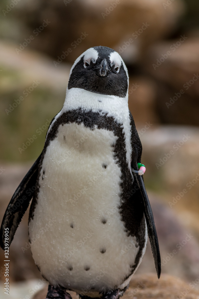 Fototapeta premium African Penguin (Spheniscus demersus) closeup full body vertical