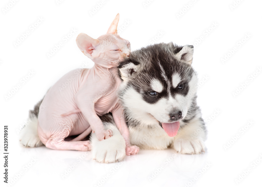 A siberian husky puppy and a sphynx kitten are sitting next to each other. A husky puppy sticks out its tongue, a sphynx kitten licks a husky puppy's ear. Isolated on a white background