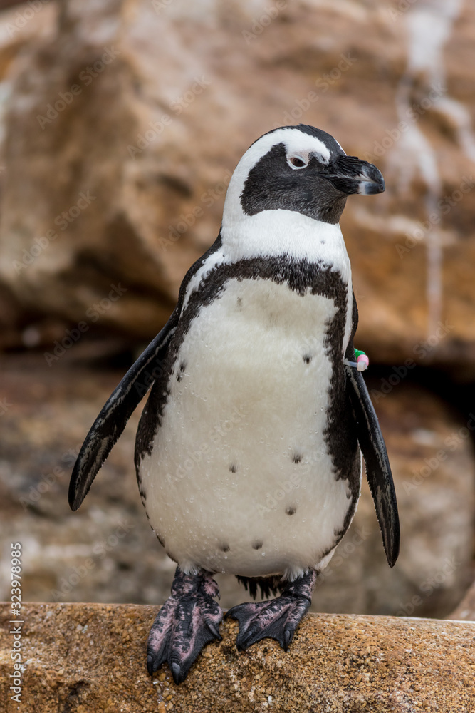 Naklejka premium African Penguin (Spheniscus demersus) closeup full body vertical