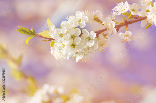 blossoming of cherry flowers in spring time with green leaves, natural floral seasonal creamy background - very shallow depth of field
