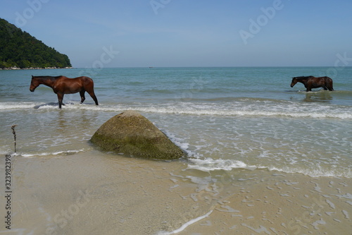 Pferde im Wasser am Strand © Falko Göthel