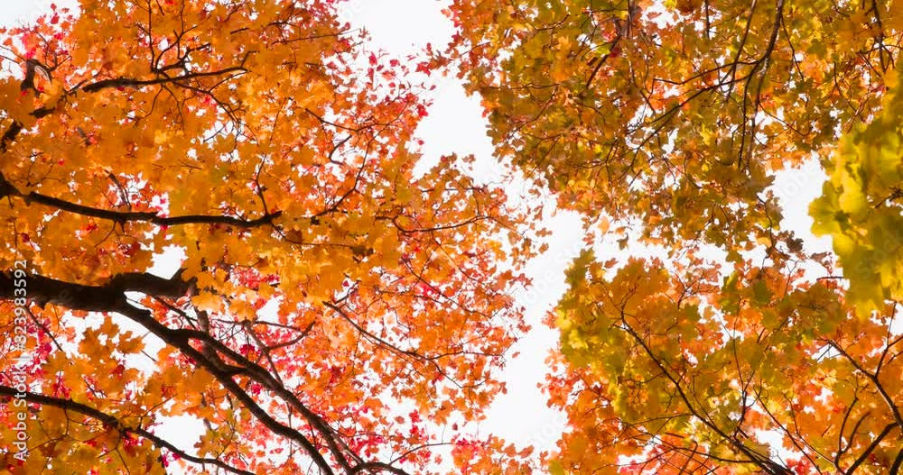 Whirling Under the Autumn Trees. The camera looks up, slowly rotates and falls between bright autumn trees Whirling Under the Autumn Trees. The camera looks up, slowly rotates and falls between bright autumn trees