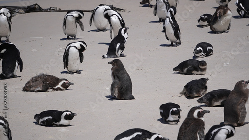 South African penguin colony in Boulders beach near Cape Town south Africa