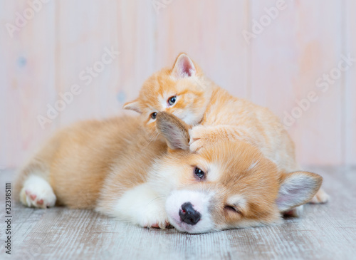 A red-haired corgi puppy and a red-haired tabby kitten of British breed are lying nearby on the floor at home. The kitten plays with the paw with the puppy’s ear, as if whispering something in his ear