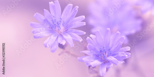 Purple flowers close-up, banner. Delicate floral spring border. Selective focus.