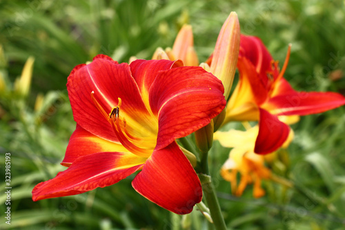 Fresh beautiful flowers of a hemerocallis with bright red petals against the background of other flower and leaves.