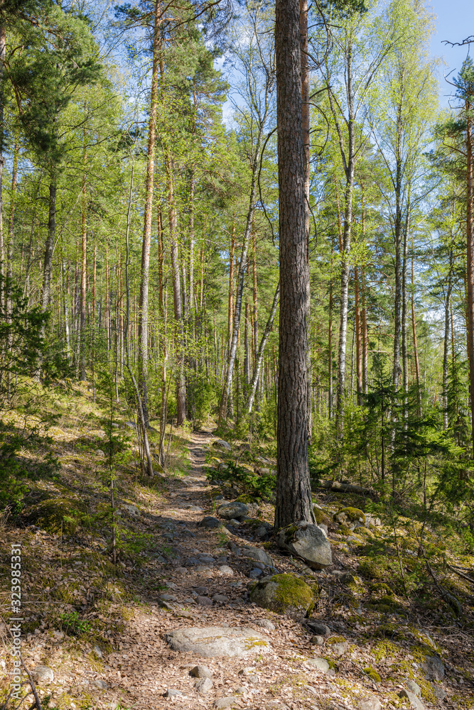 Forest landscape at summer day in Finland Forest landscape at summer day in Finland