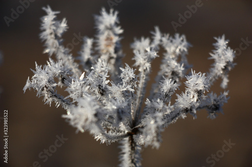 Dry inflorescence of a wild-growing plant in scintillating crystals of hoarfrost. © imamchits