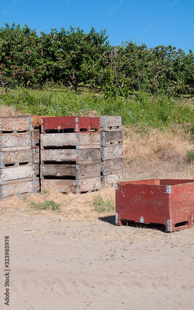 Cherry orchard agriculture with bins Cherry orchard agriculture with bins