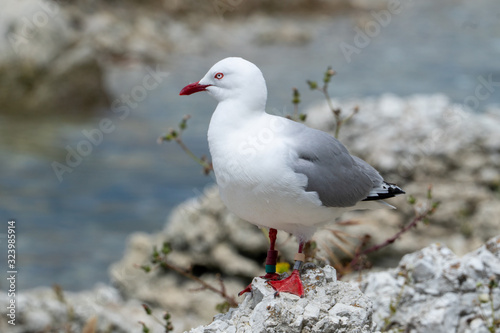 Seagull on a cliff