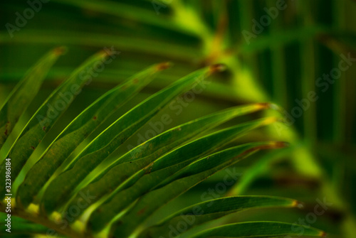 Liście palmy w zbliżeniu 