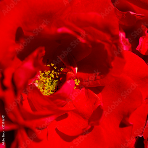 A bud of red rose with petals close up