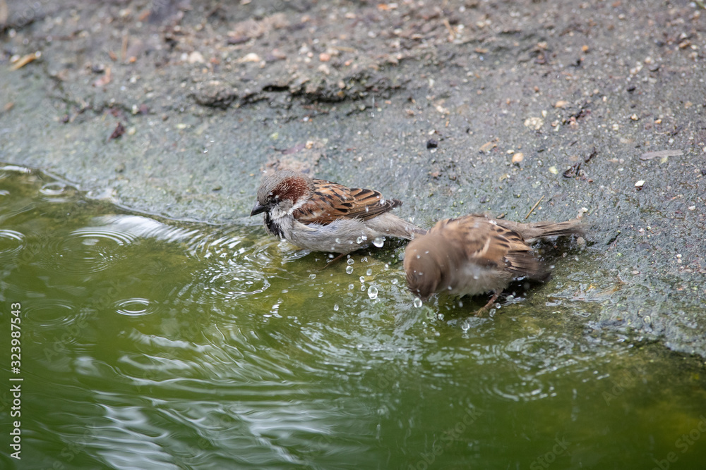 Gorriones dandose un baño en una charca (Passer domesticus) en Madrid, España