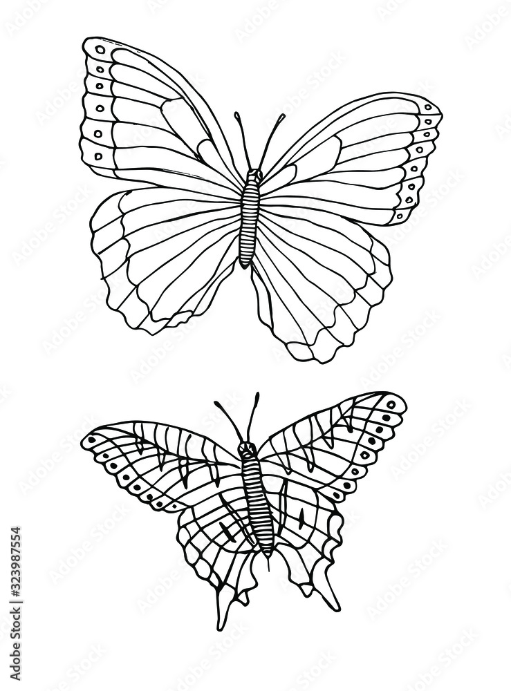 Fototapeta premium Vector set bundle of two hand drawn doodle sketch butterfly isolated on white background