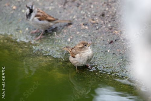 Gorriones dandose un baño en una charca (Passer domesticus) en Madrid, España photo