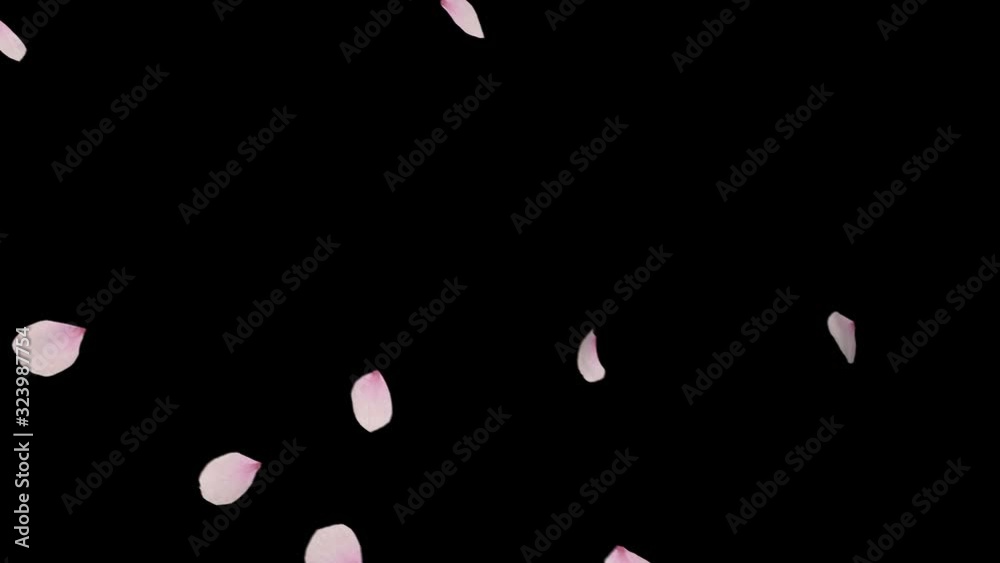Cherry blossom realistic petals falling  2 clip. Fall start to end and loop Animation.Element footage.Easy to use and change color. This work has alpha matte 