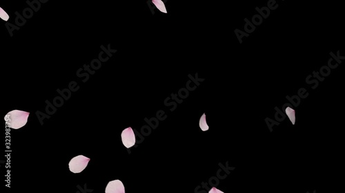 Cherry blossom realistic petals falling  2 clip. Fall start to end and loop Animation.Element footage.Easy to use and change color. This work has alpha matte  photo