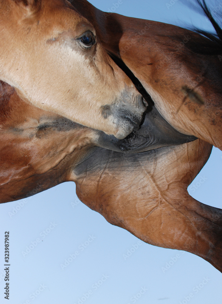 Obraz premium A foal sucks the udder of its mother.