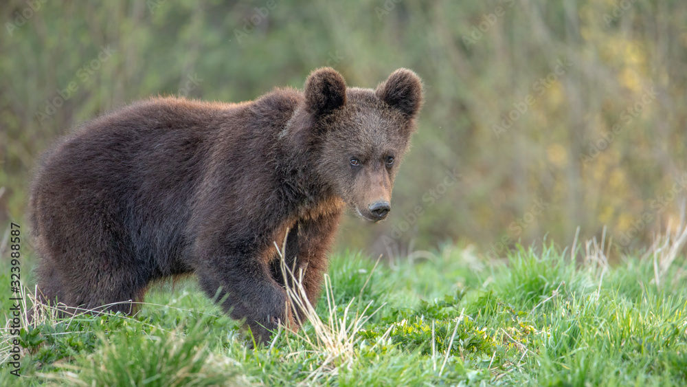 Bär