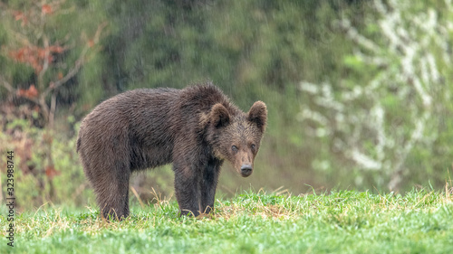 B  r im Regen