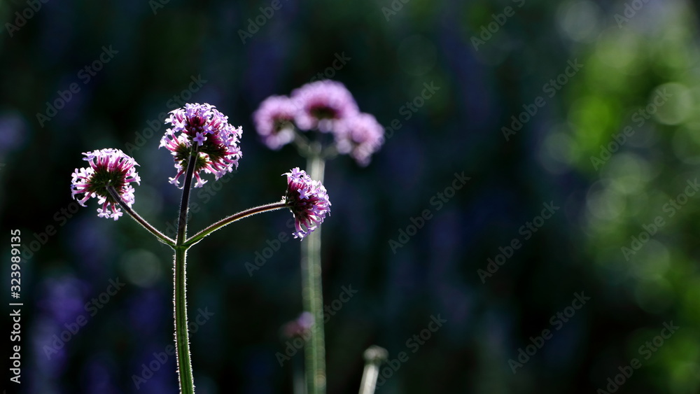 Fototapeta premium Purple flowers on a dark background with bokeh