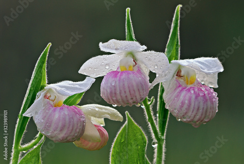 Close-up of showy lady slippers (Cypripedium reginae) adorned with dew, Michigan, USA photo