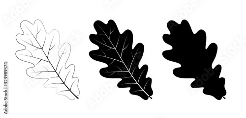 Fototapeta Vector set of oak leaves, outline and silhouette.