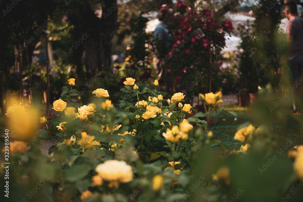 fiori,verde, giardino,natura,rose,piante fiori,verde, giardino,natura,rose,piante