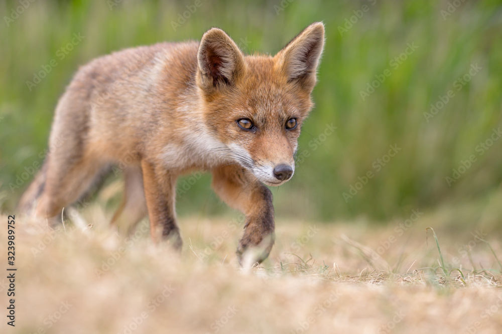 Fototapeta premium Fuchs