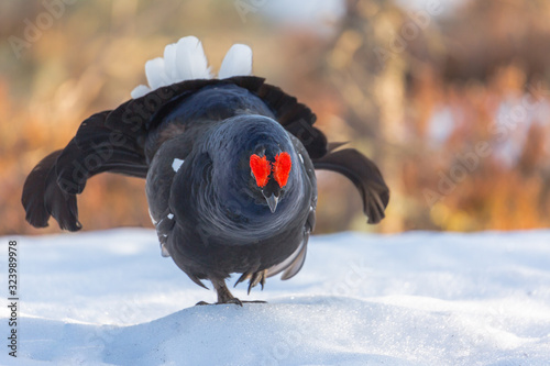 Birkhahn