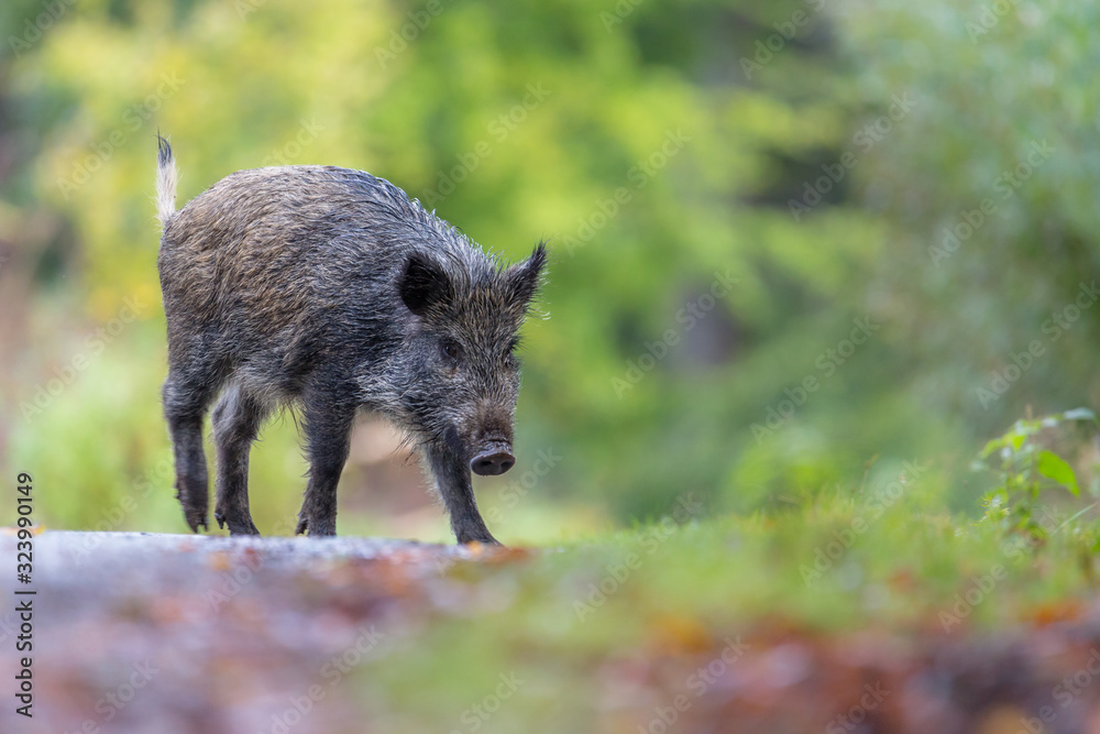 Wildschwein Wildschwein