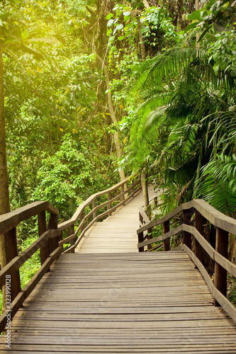 empty wooden pathway bridge in tropical forest with exotic trees and foliage background