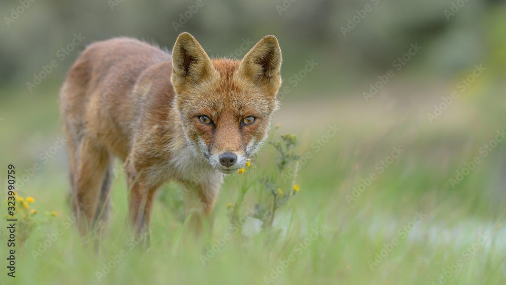 Fuchs Fuchs