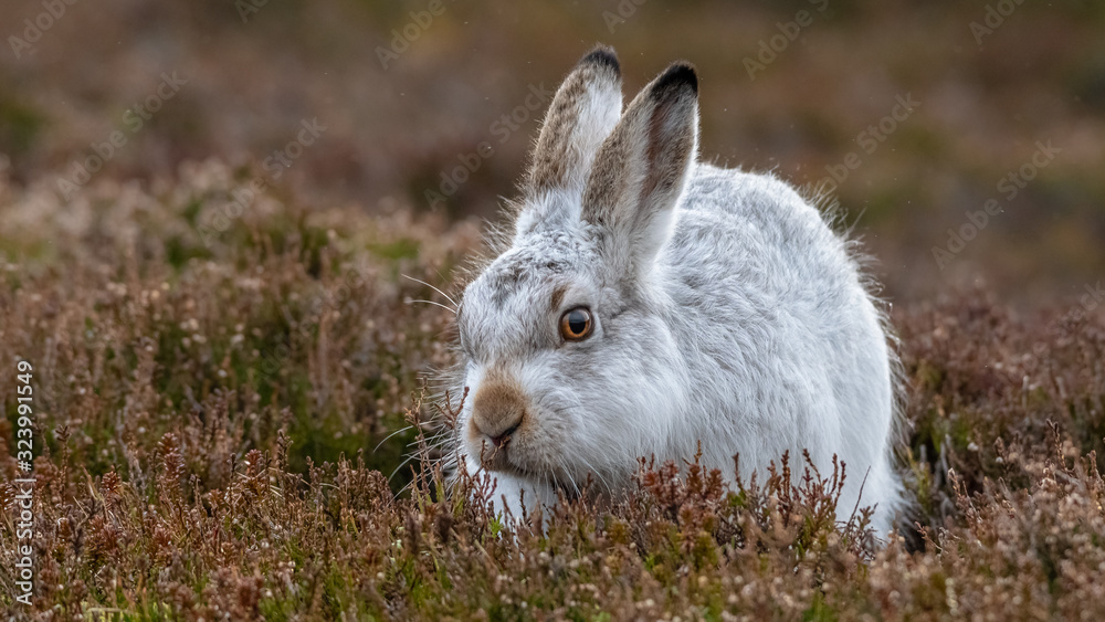 Fototapeta premium Schneehase