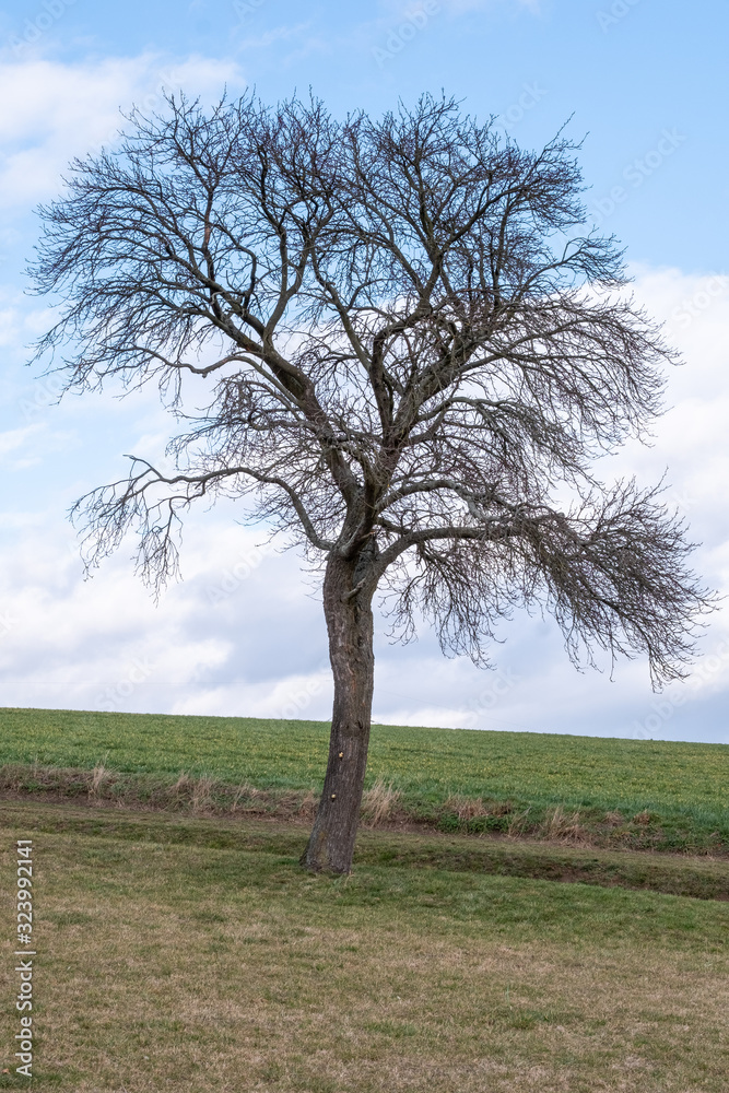 Prunus cerasifera Kirschpflaume Habitus an einem Feldrand Prunus cerasifera Kirschpflaume Habitus an einem Feldrand
