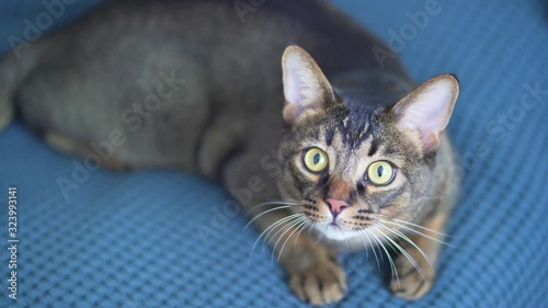 The cute Abyssinian cat lies on the bed and looks around. A pet with big eyes and beautiful paws relaxes