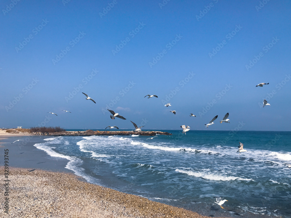 A Flock Of Seabirds Fly Over The Blue Sea.