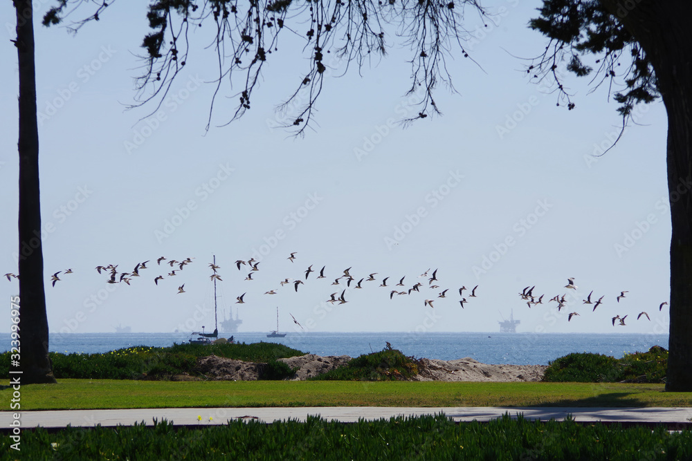 Obraz premium Ocean view at Santa Barbara with oil platforms in the distance and a flock of rare black skimmer birds flying over the beach