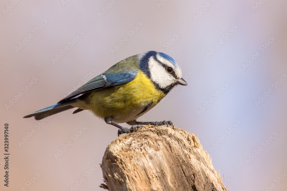 Naklejka premium Blue tit (Cyanistes caeruleus) or Eurasian blue tit, small passerine bird in the tit family Paridae. Blue, yellow and white plumage small sized common garden bird.