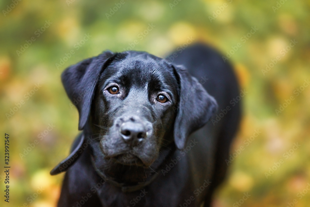black labrador dog muzzle closeup