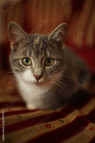 Cute gray kitten lies on a sofa. Portrait of a domestic cat