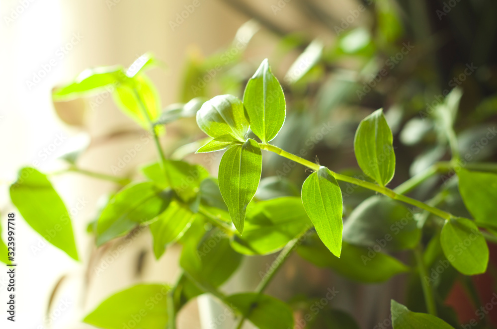 Nice cozy plants in a white modest interior Nice cozy plants in a white modest interior